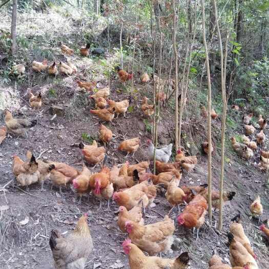 南部县跑山土鸡