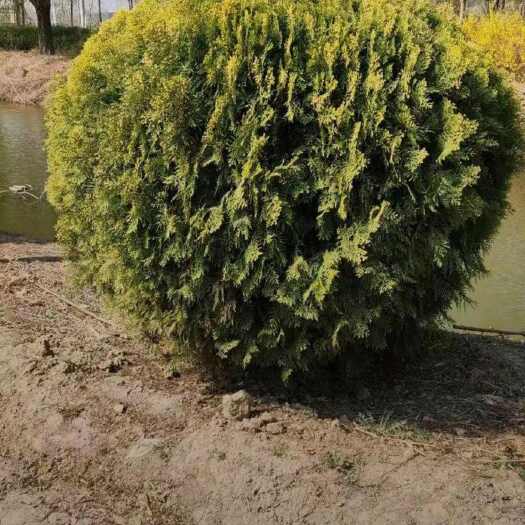 沭阳县苗圃大量出售冠幅120厘米洒金柏