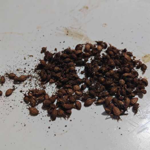 鲁甸县金沙牛