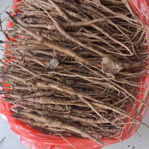 亳州牡丹苗 亳州油用药用凤丹苗基地直发  量大价优  提供技术指