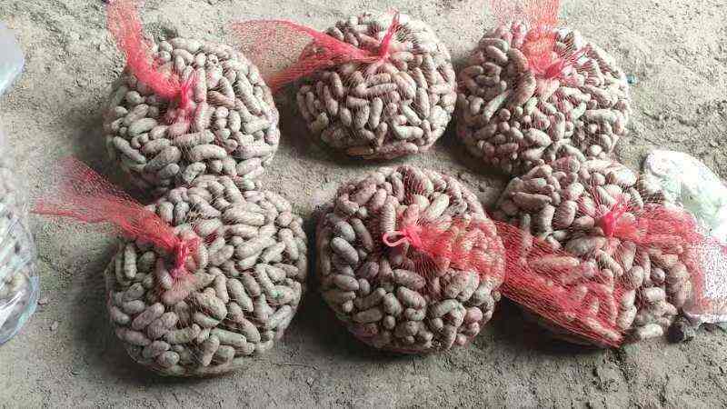 河北安平小白嘴山药豆手拣豆产地直销