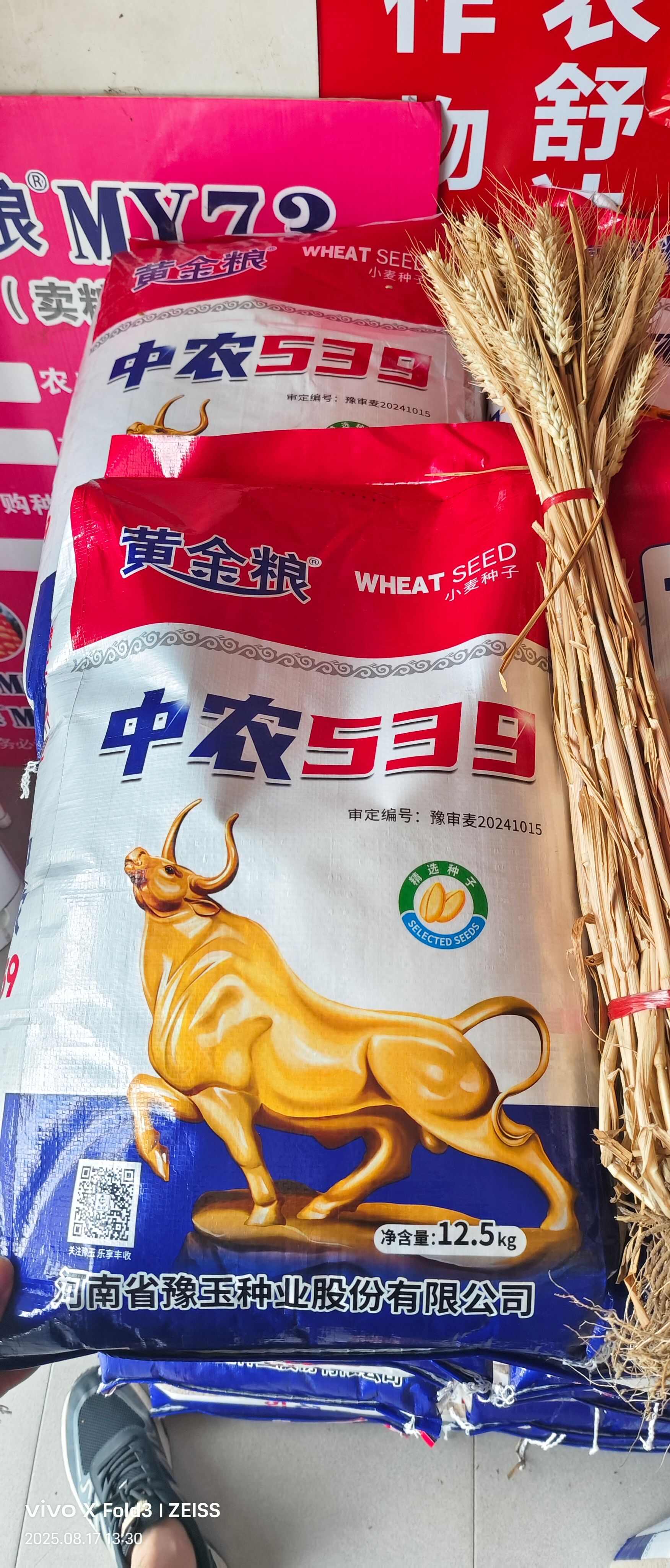 黄金粮中农539小麦种子矮杆早熟耐密小麦种一袋一码防伪追溯