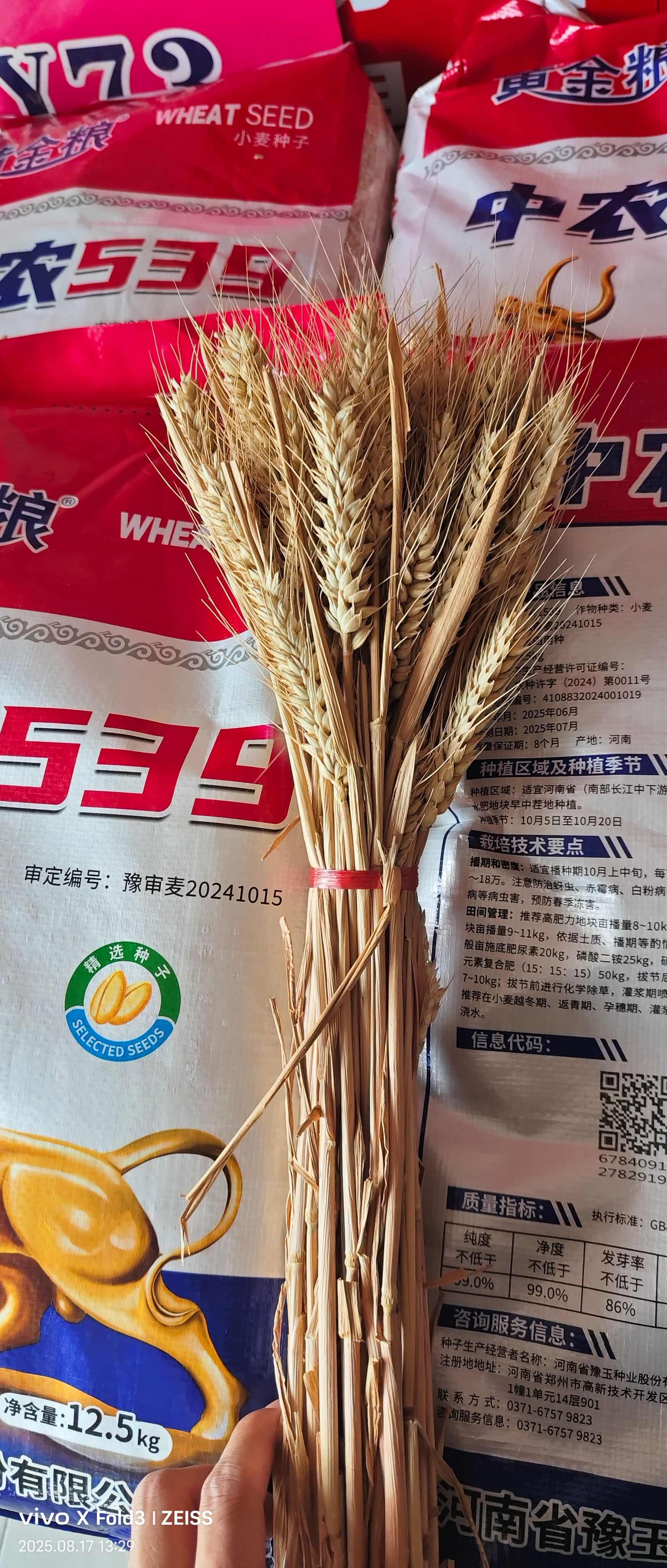 黄金粮中农539小麦种子矮杆早熟耐密小麦种一袋一码防伪追溯
