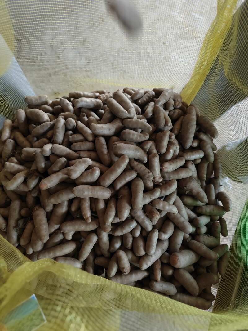 河北安平小白嘴山药豆手拣豆产地直销