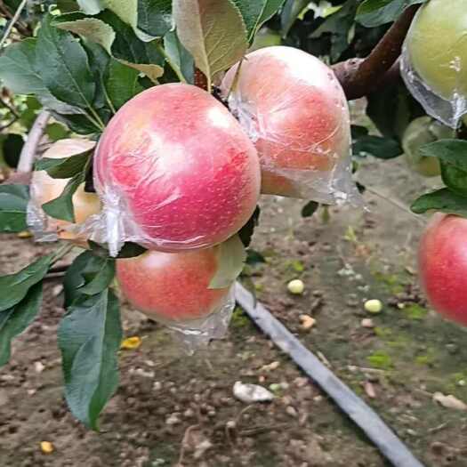 昌黎县美八苹果