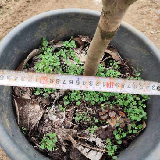 遂溪县四季茶花