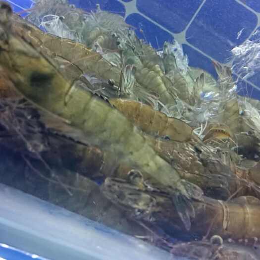 连云港江苏连云港赣榆南美白对虾鲜活水产直供