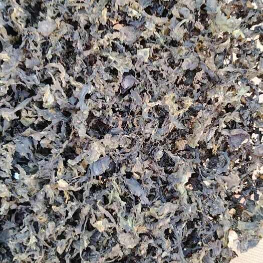 临沂地皮菜，地踏菇，地耳