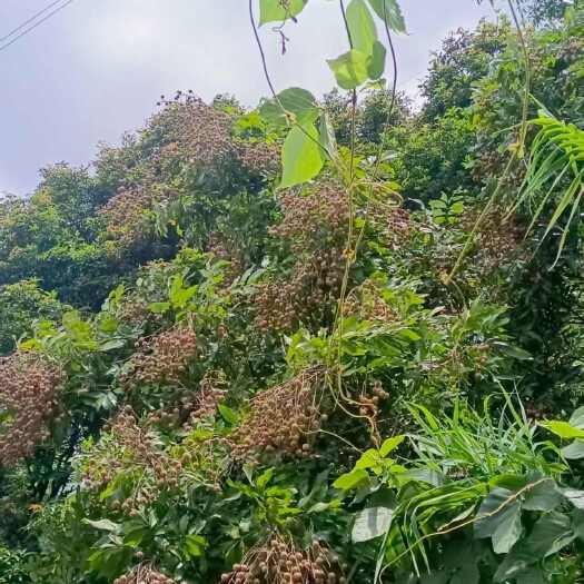 福州自己承包山林，龙眼熟了，只福州老板可送货上门500斤内。