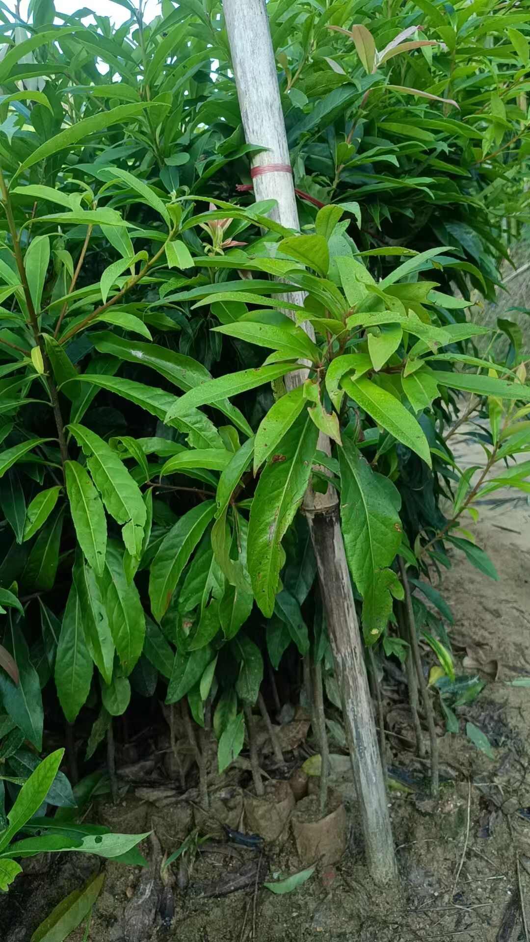 木荷苗木荷属大乔木木荷抗火难燃是造林好树木荷为中国珍贵用材树