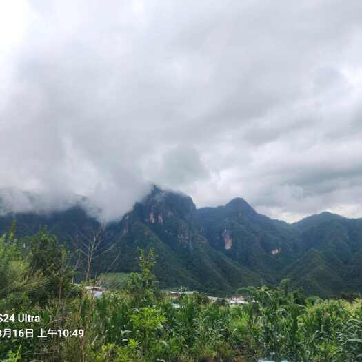 墨江县香橼果