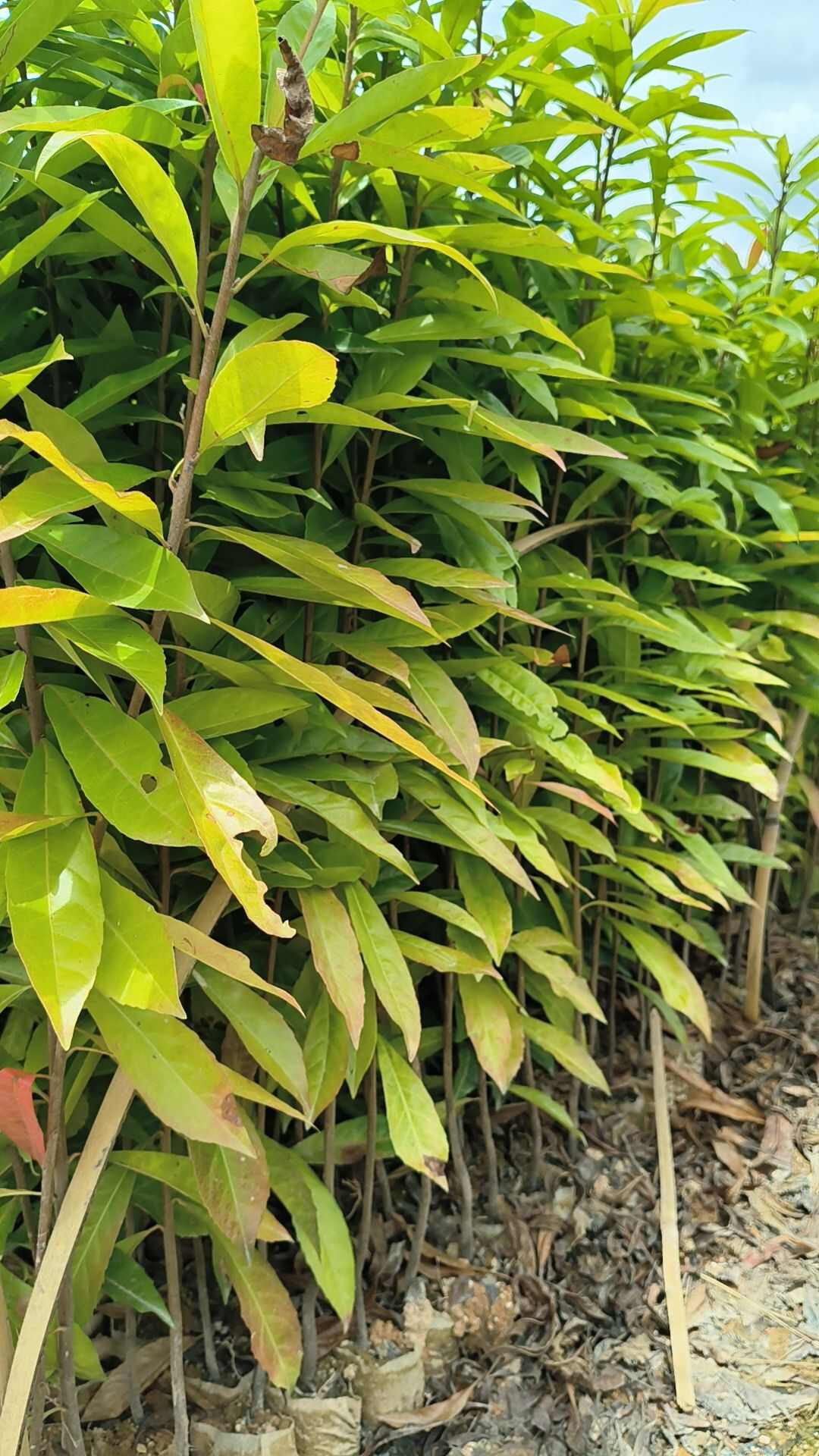 木荷苗木荷属大乔木木荷抗火难燃是造林好树木荷为中国珍贵用材树