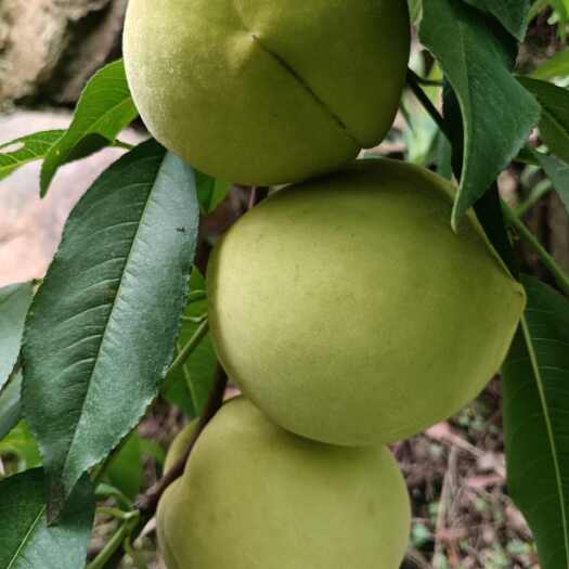 长阳县湖北长阳清江脆蜜桃，青皮红心，脆甜不易软耐储存