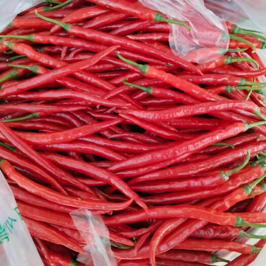徽县精品红线，青线椒，豆王供应