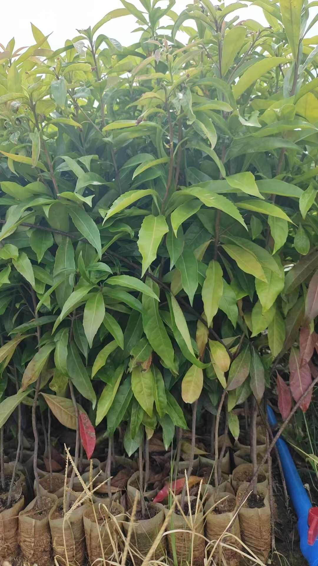 木荷苗木荷属大乔木木荷抗火难燃是造林好树木荷为中国珍贵用材树