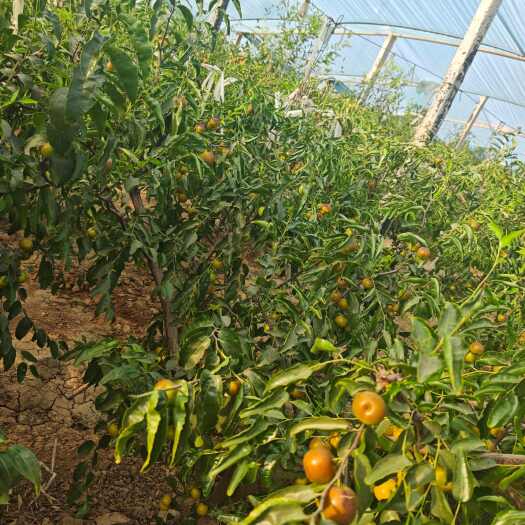 大荔县大荔县冬枣，自家地里种的，绿色新鲜，个头匀称脆口甘甜。