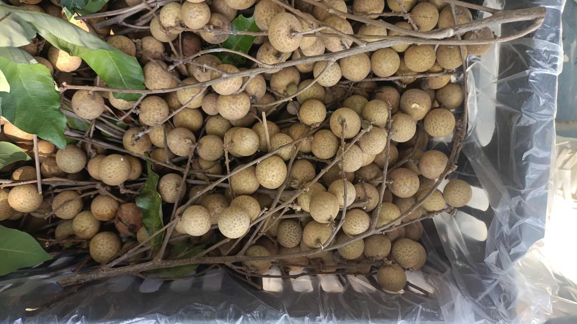 龙眼