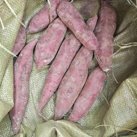 唐河县河南红薯大量上市，西瓜红，商薯19济薯26大量供应