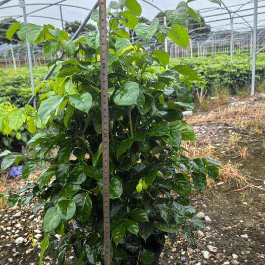鹤山市大量 1 加仑幸福树  60 高
