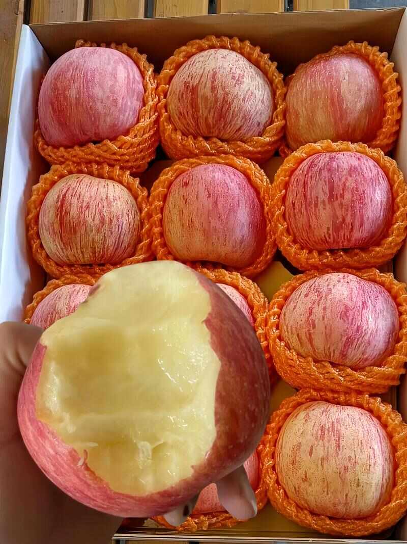 红富士苹果常年供应 脆甜多汁 新鲜水果批发冰糖心苹果