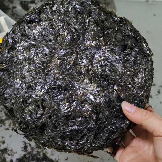 霞浦县霞浦紫菜霞浦特产头水紫菜鲜嫩爽口汤免洗蛋花汤嫩滑爽开胃
