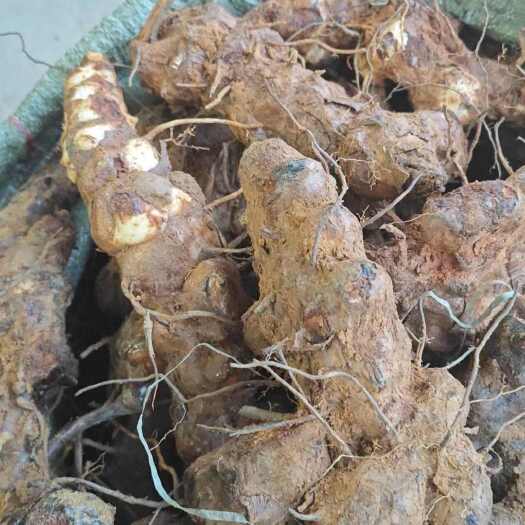 中山市广东粤西/河源 白肉黄皮本地土茯苓