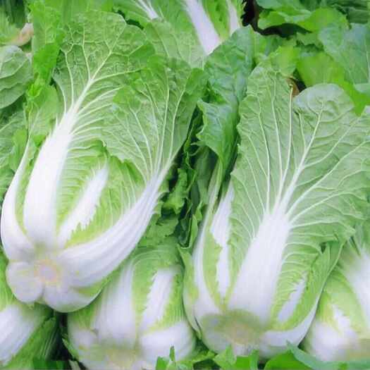 建昌县白菜