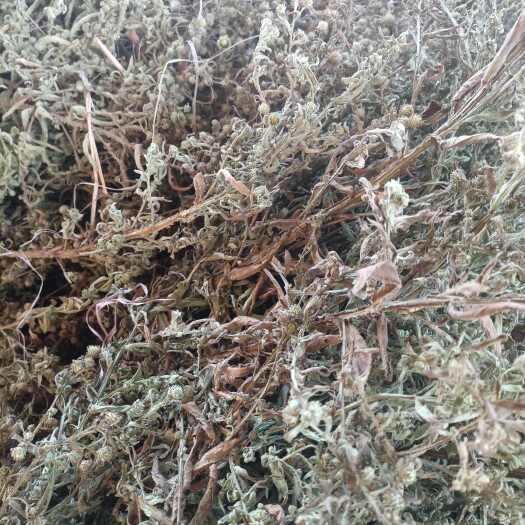 昆明臭灵丹草小叶无硫晒干的大货批发