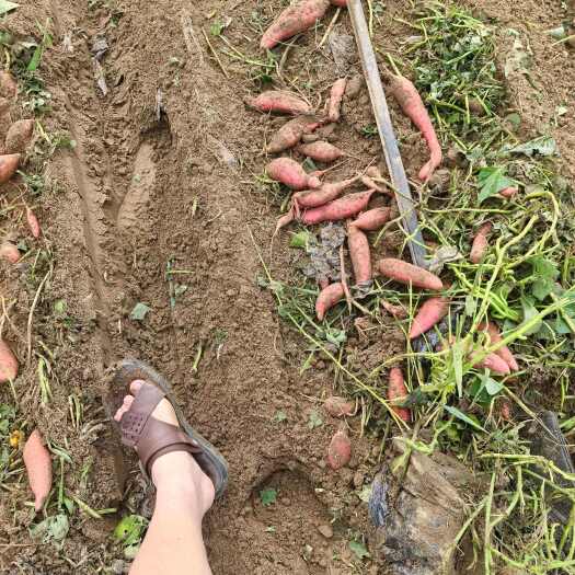 行唐县纯沙地西瓜红，大量上市现挖现发大小车可接，支持框箱袋散装货