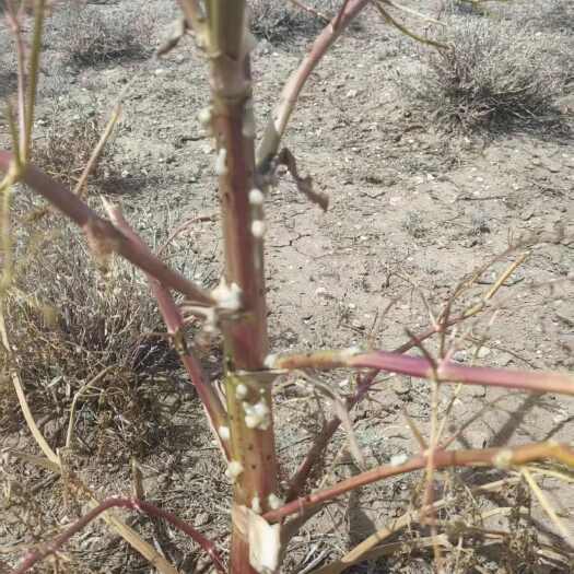 富蕴县新疆阿勒泰富蕴县产地直供中药材树脂类阿魏原料批发