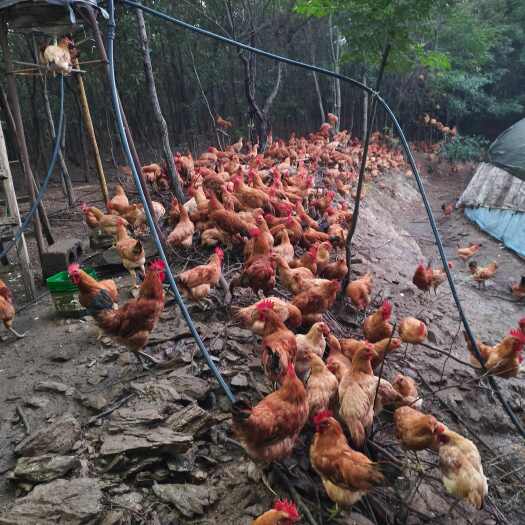 明光市五个月的三色腿，3.5-4斤左右，肉实油厚的，跑山鸡