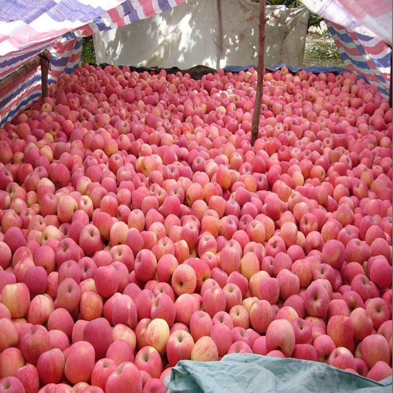 红富士苹果常年供应 脆甜多汁 新鲜水果批发冰糖心苹果