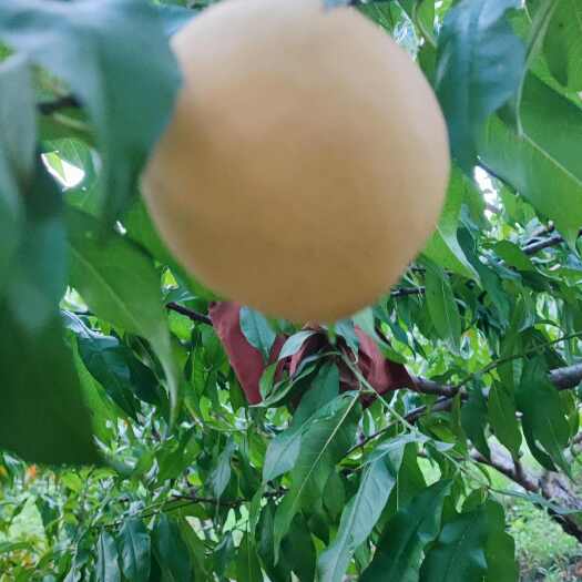 道县黄金蜜油黄挑