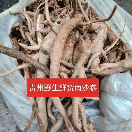 贞丰县贵州省泡参包邮 高原中草药材鸡腿参南沙参
