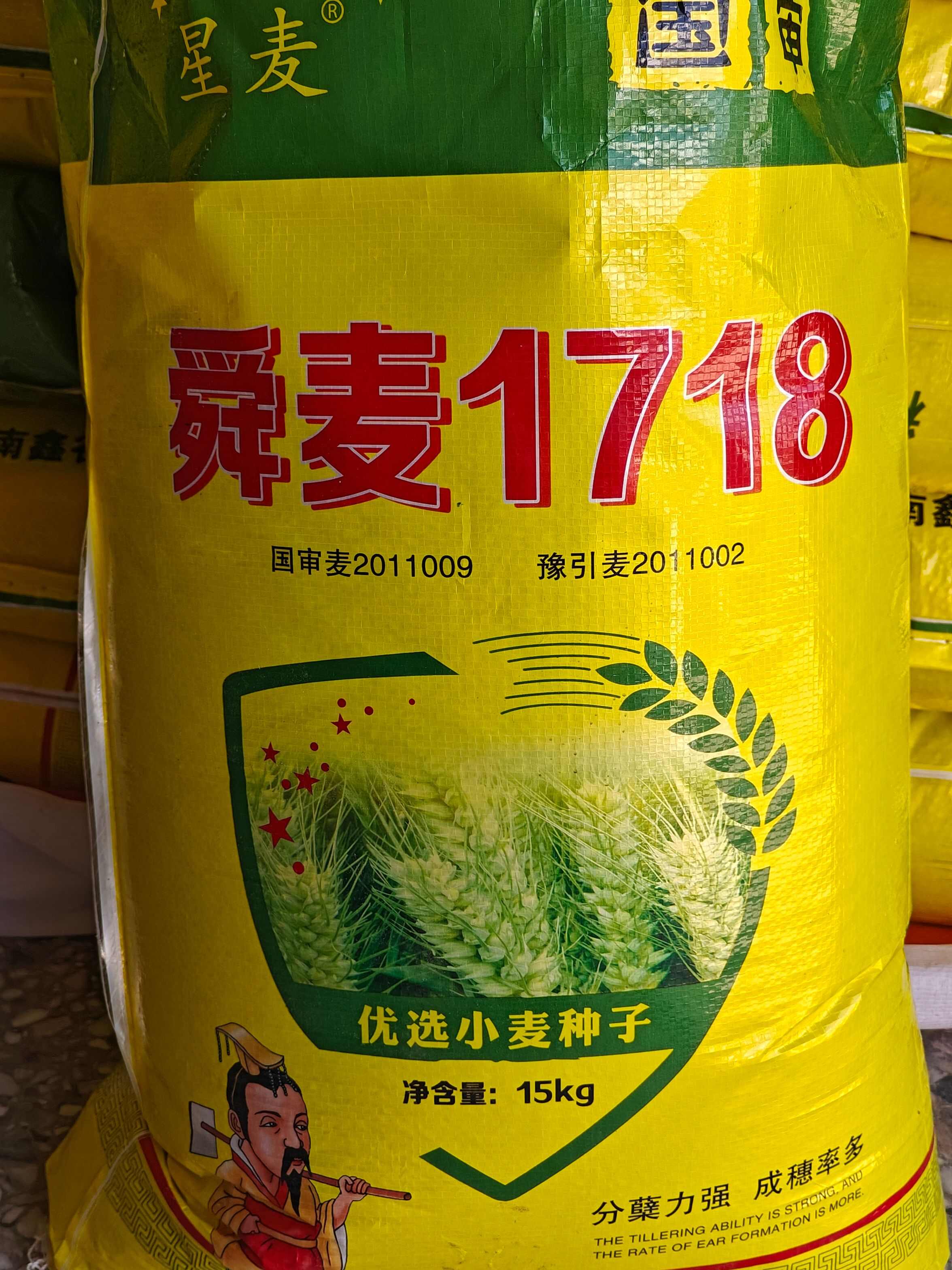 舜麦1718 矮杆大穗 小麦品种