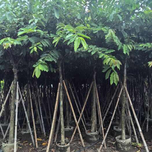 普宁市大叶紫薇袋苗9公分