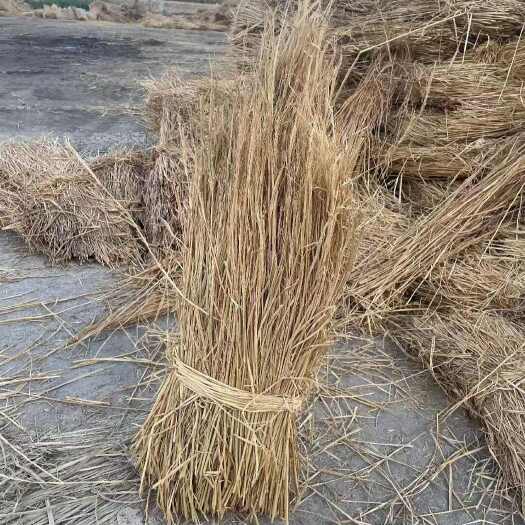 灵寿县稻草治沙稻草做草帘子 养殖用柔丝稻草