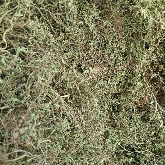 汝南县萹蓄猪娃草猪牙草