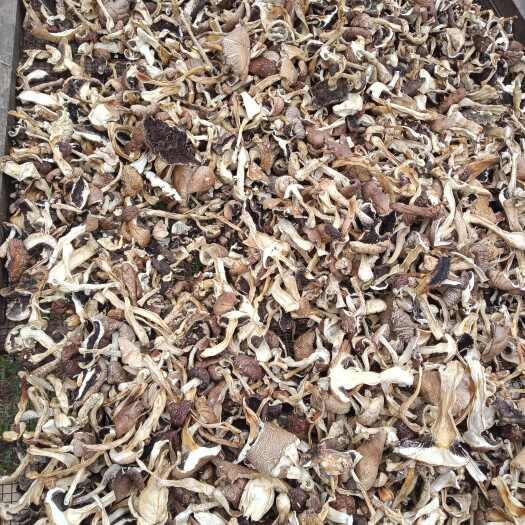 鲁山县新鲜应季干品赤松茸量大从优