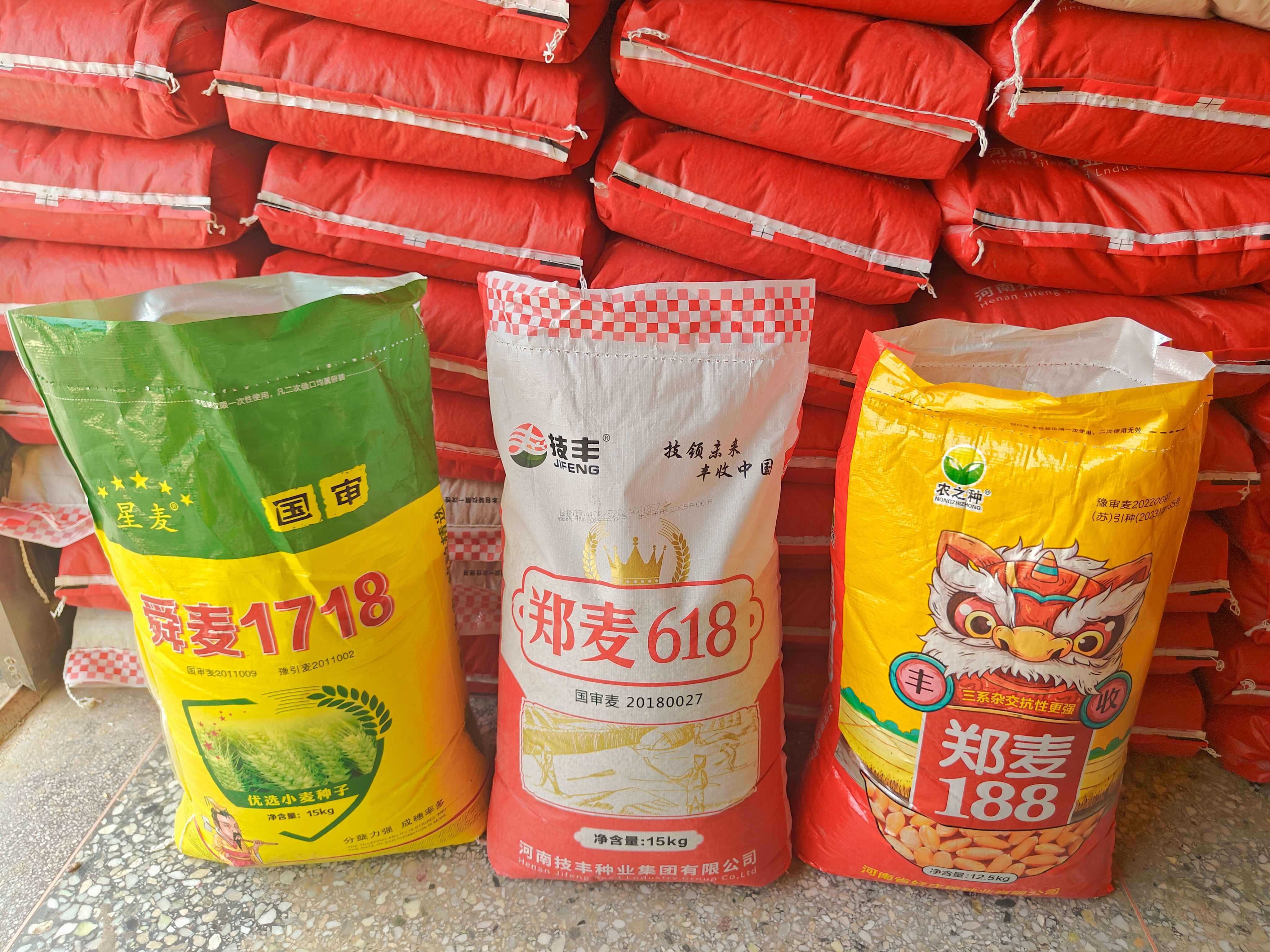 舜麦1718 矮杆大穗 小麦品种