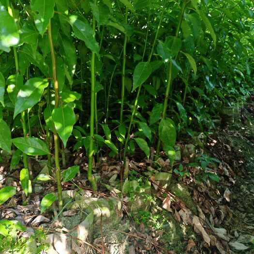 九江80公分高香樟杯苗