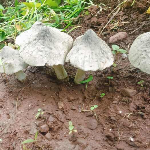 丽江黑鸡枞菌