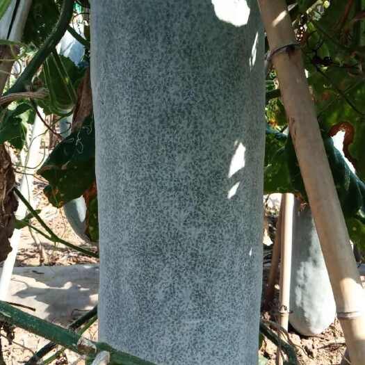 香河县货源充足，白皮冬瓜吊瓜