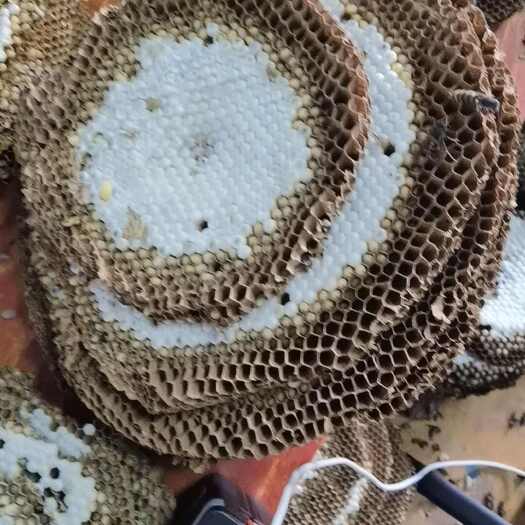 海口活体蜂蛹批发。四川-重庆-贵州-湖南-广西-广东-海南。距价
