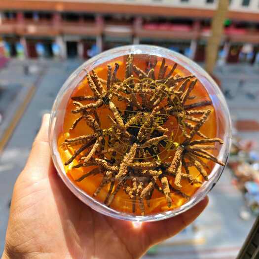 西宁冬虫夏草  2025年新干虫草网红祁连小虫草批发50支起