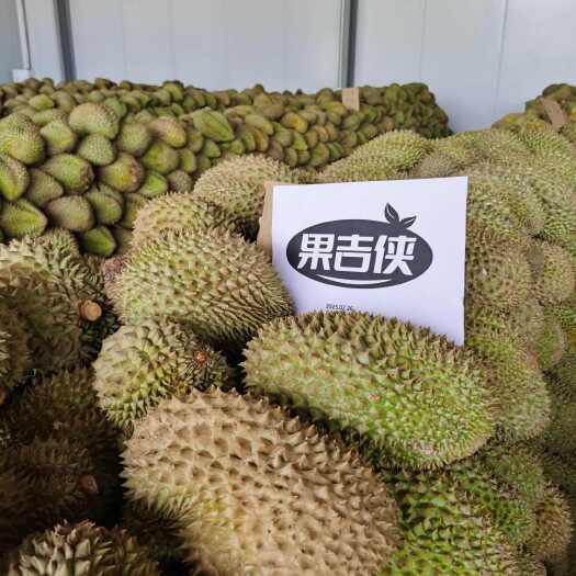 江门广东江门越南金枕榴莲冻肉批发