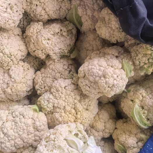 定西自己经验蔬菜代收行业以多年，让高原夏菜走向各大市场，各种蔬菜