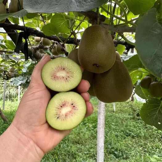 蒲江县猕猴桃 新鲜应季水果 皮薄肉厚 无核 优质农产品批发代发
