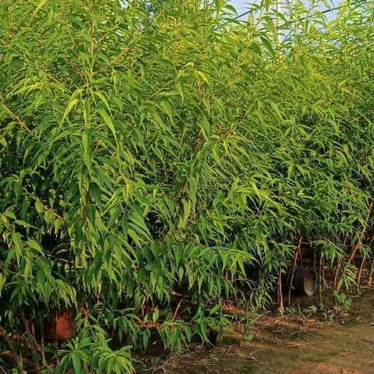 宁晋县毛桃苗，毛桃核生苗，毛桃砧木苗，基地直销