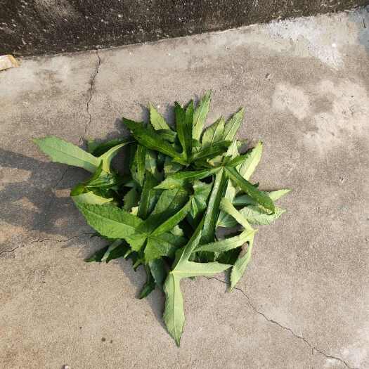 射阳县干黄蜀葵叶